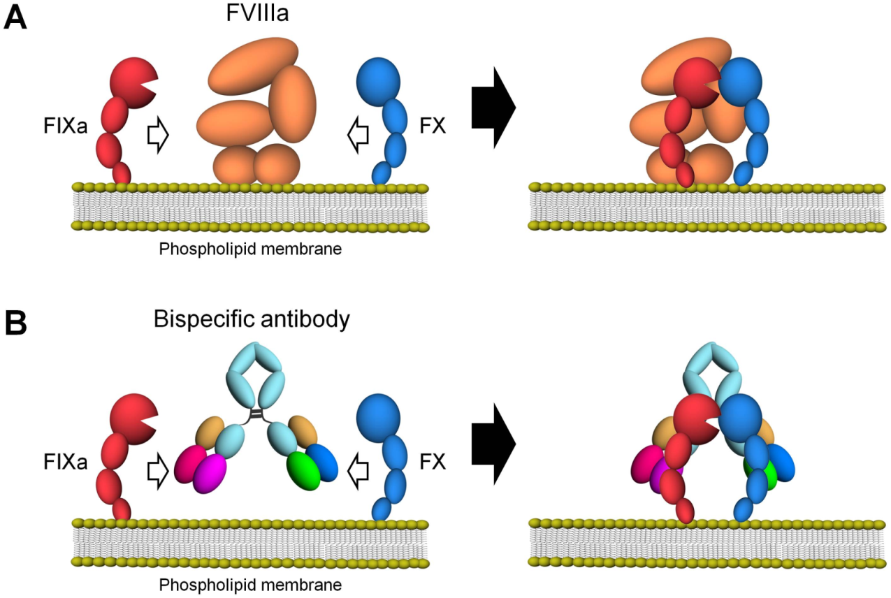 Hemlibra Emicizumab